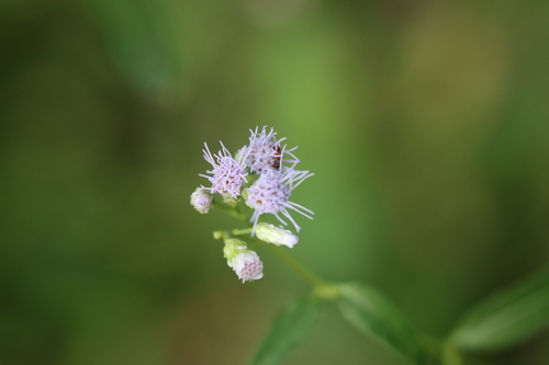 Image of Chromolaena ivifolia by (c) Rich Sommer, some rights reserved (CC BY)