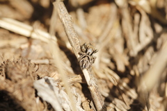 Habronattus cuspidatus