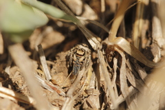 Habronattus cuspidatus