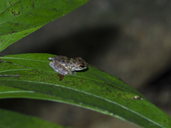 Amolops larutensis