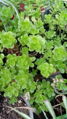 Sedum kimnachii