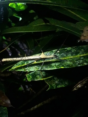 Pseudophasma bispinosum