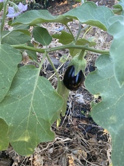 Solanum melongena