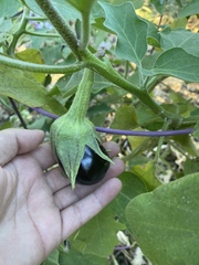 Solanum melongena