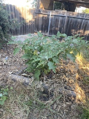 Solanum melongena