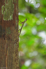 Draco melanopogon