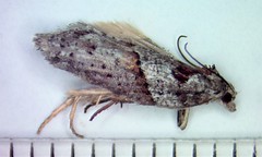 Acleris maculidorsana