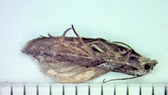 Acleris maculidorsana