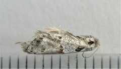 Acleris maculidorsana