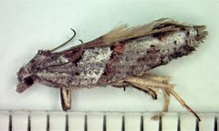 Acleris maculidorsana