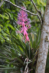 Portea petropolitana