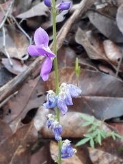 Desmodium platycarpum