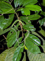 Ahaetulla mycterizans