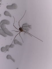 Leptobunus