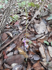 Desmodium platycarpum