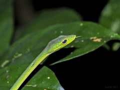 Ahaetulla mycterizans