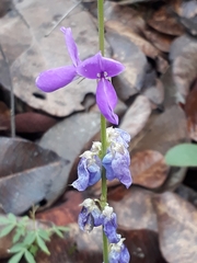 Desmodium platycarpum