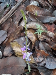 Desmodium platycarpum