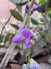 Desmodium platycarpum