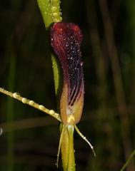 Cryptostylis hunteriana