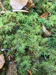 Hylocomium splendens image