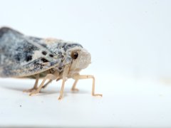 Metcalfa pruinosa