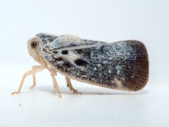 Metcalfa pruinosa