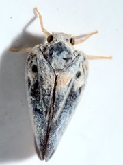 Metcalfa pruinosa