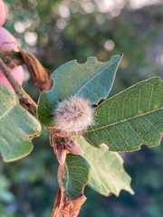 Disholandricus lasius