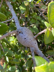 Protobalandricus spectabilis