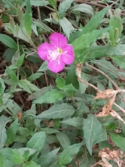 Oenothera rosea