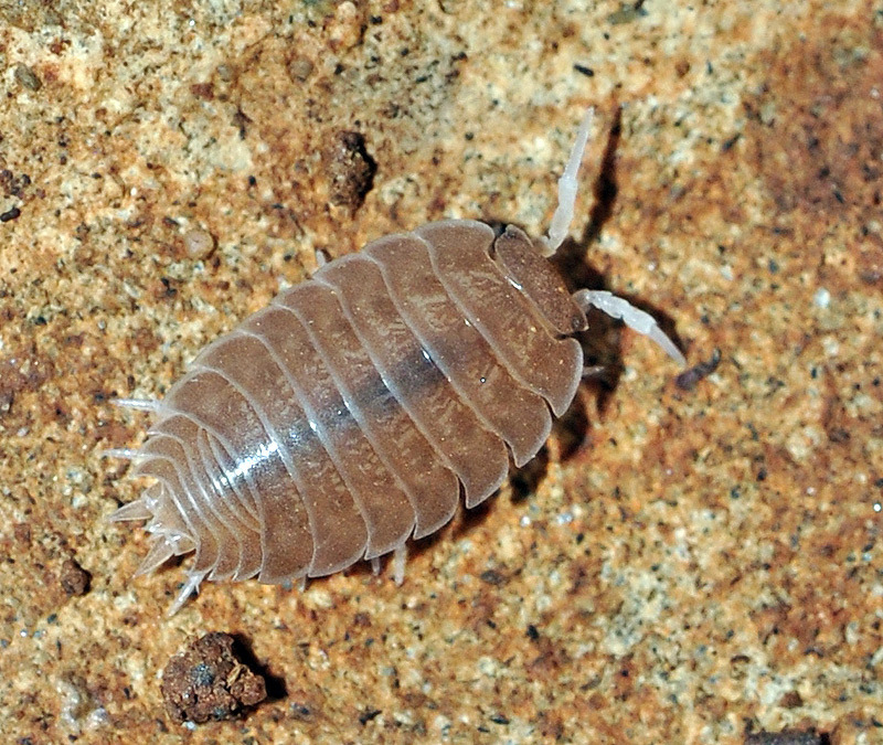 Lucasius andalusicus