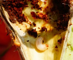 Rhyssomatus lineaticollis