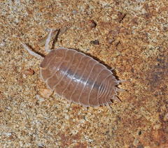 Lucasius andalusicus