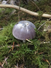 Russula murrillii