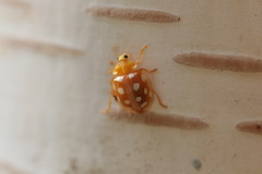 Halyzia sedecimguttata