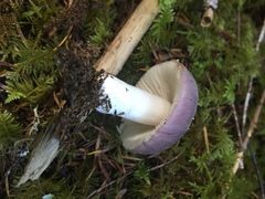 Russula murrillii