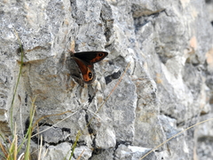 Erebia styx