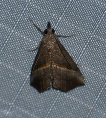 Hypena degesalis
