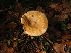 Amanita flavescens