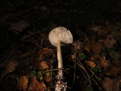Amanita flavescens