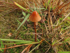 Conocybe incarnata