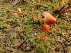 Conocybe incarnata