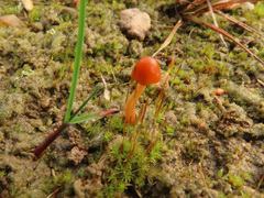 Conocybe incarnata