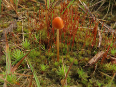 Conocybe incarnata