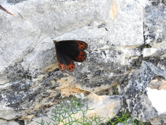 Erebia styx