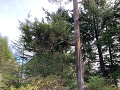 Arceuthobium tsugense