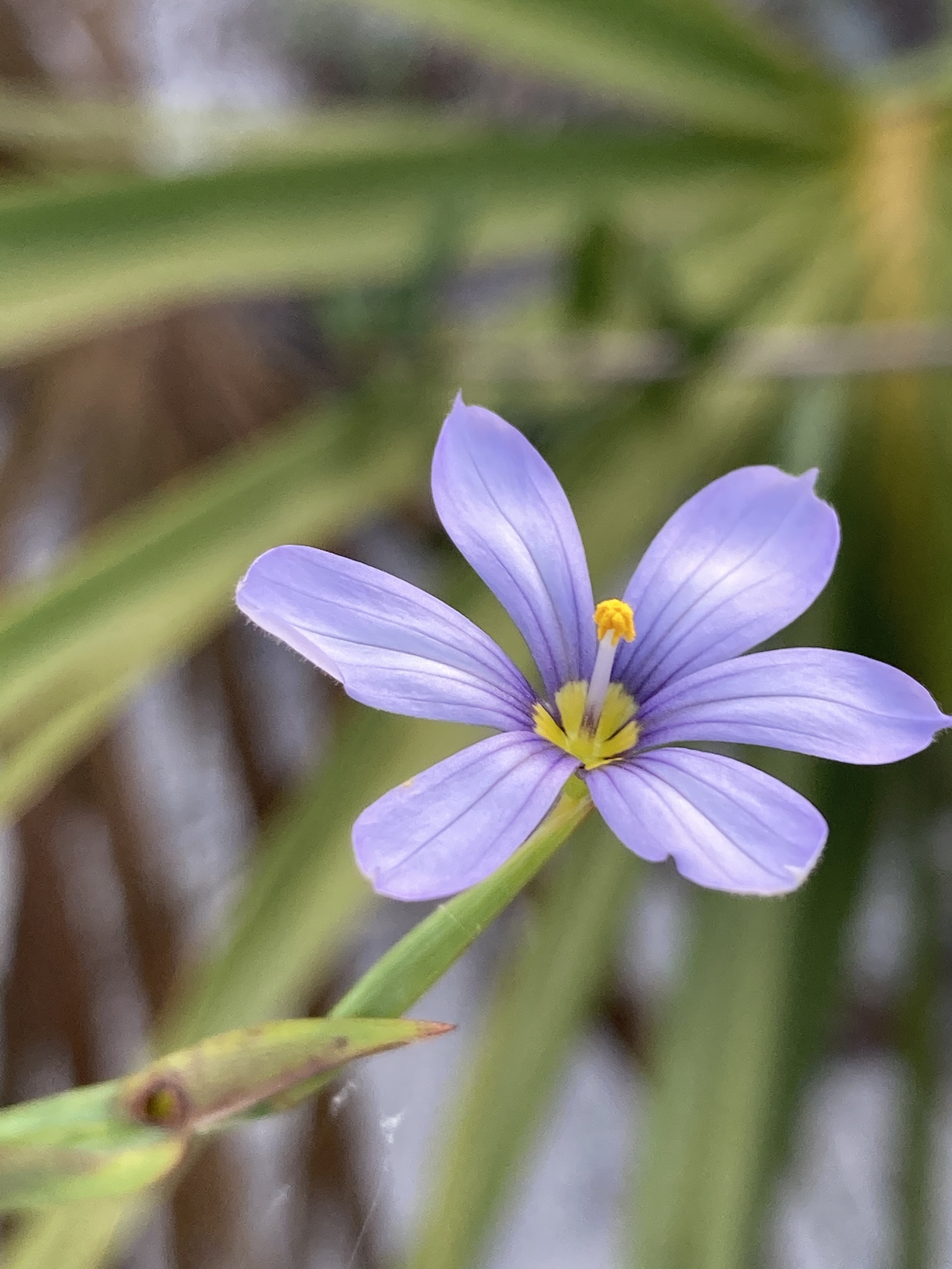 Sisyrinchium nashii