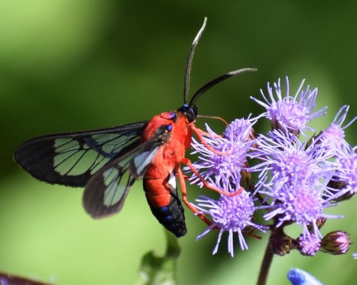 Scarlet-bodied Wasp Moth