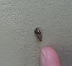 Dahlica triquetrella